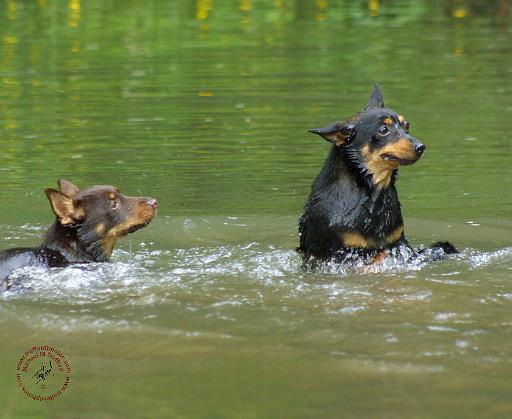 Lancashire Heeler 9R054D-020.JPG